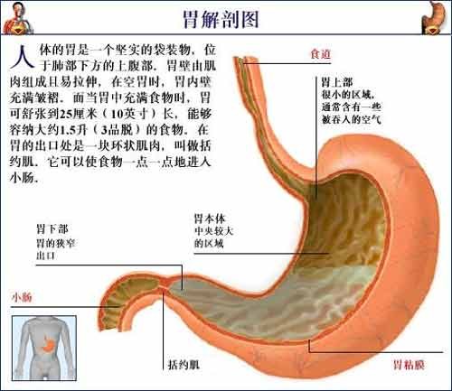 胃在身体哪个位置胃在人身体哪个位置
