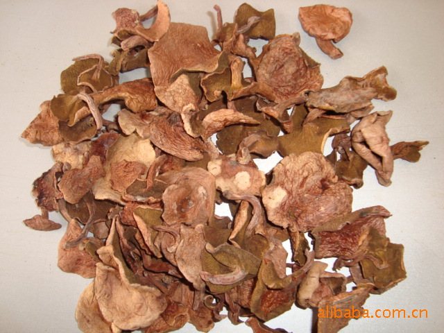 各种野生蘑菇图片
