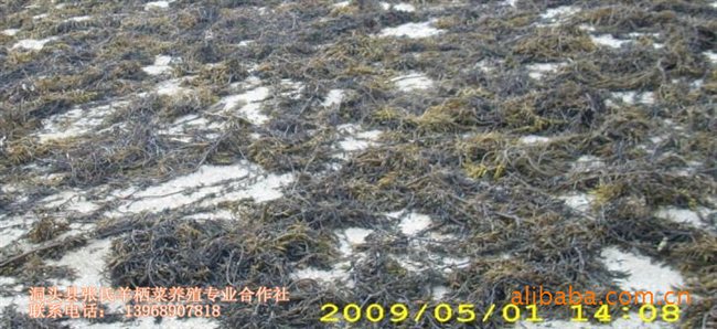 食用海藻排毒麦是羊栖菜的别称