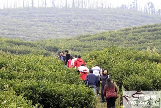 贵州纳雍:高山有机茶的农民致富路