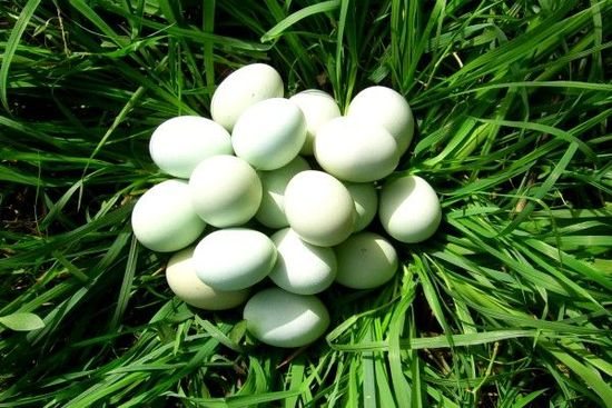 其生产的鸡蛋蛋壳为绿色