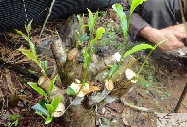 第六章 茶树良种繁殖与品种改良技术 茶树栽培学