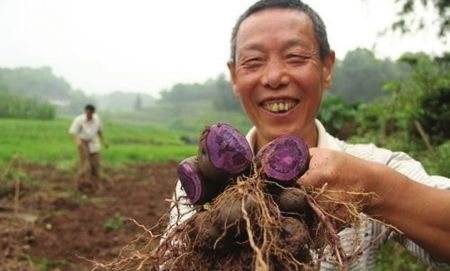 泸州紫土豆一豆难求